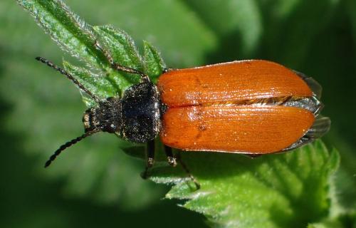 Omophlus lepturoides